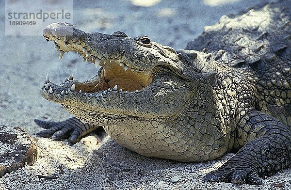 MORELET'S CROCODILE crocodilus moreletii  ERWACHSENER MIT OFFENEM MUND  HONDURAS