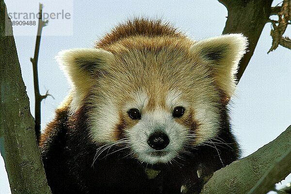 Roter Panda (ailurus fulgens)  Portrait eines Erwachsenen auf einem Ast