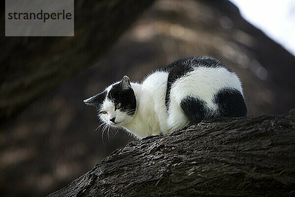 SCHWARZ-WEISSE HAUSKATZE  ERWACHSEN AUF AST  NAMIBIA