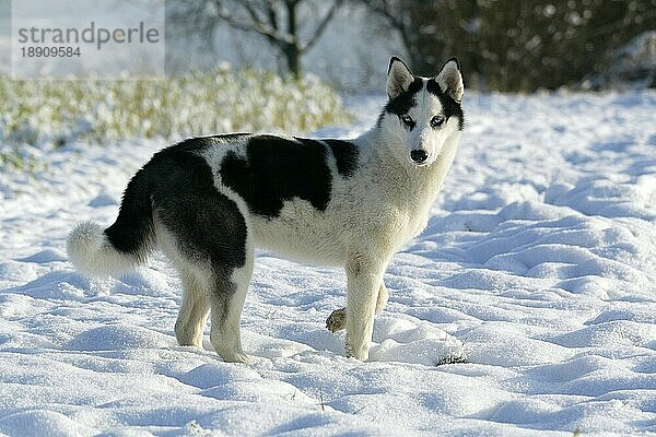 SIBIRIA HUSKY