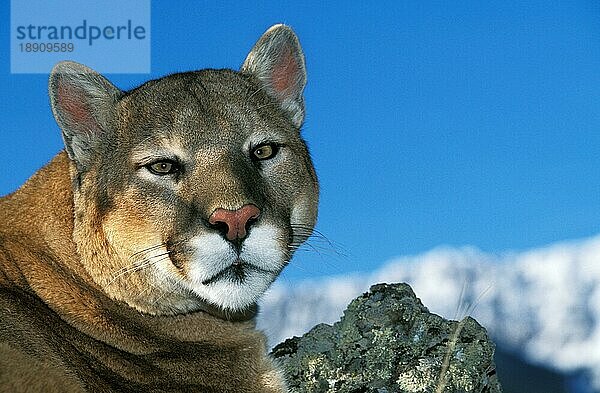 Puma (puma concolor)  Porträt eines Erwachsenen  Montana