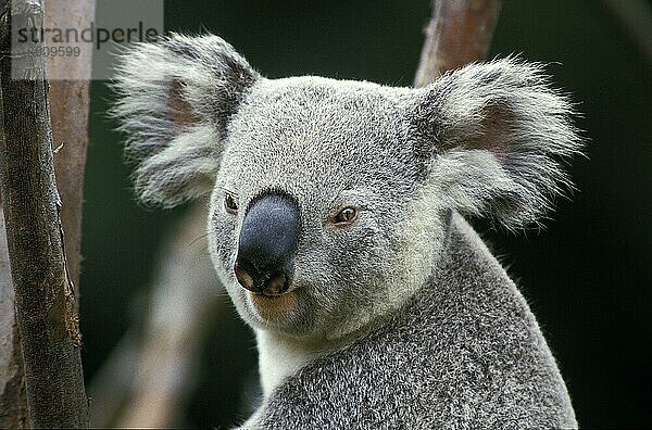 Koala (phascolarctos cinereus)  Porträt eines Erwachsenen