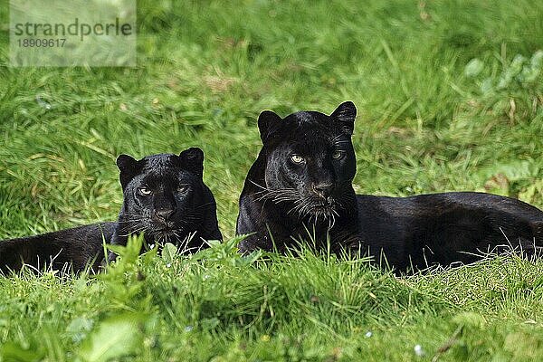 BLACK Leopard (panthera pardus)  ERWACHSENE