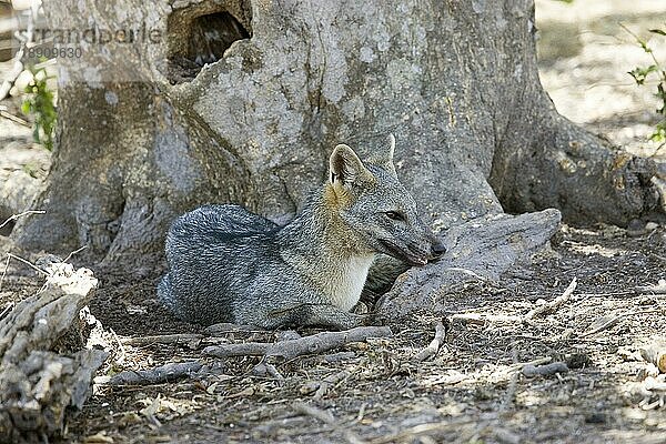 Krabbenfressender Fuchs (cerdocyon thous)  Erwachsener  Los Lianos au Venezuela