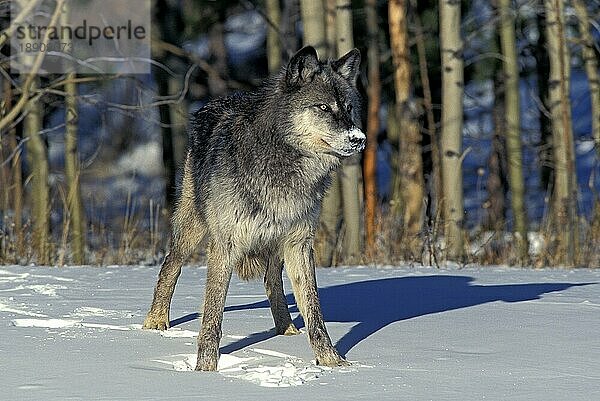 NORDAMERIKANISCHER Mackenzie-Wolf (canis lupus occidentalis)  ERWACHSENER IM SCHNEE STEHEND  KANADA