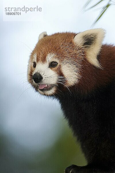 Kleiner Panda (ailurus fulgens)  Porträt eines Erwachsenen