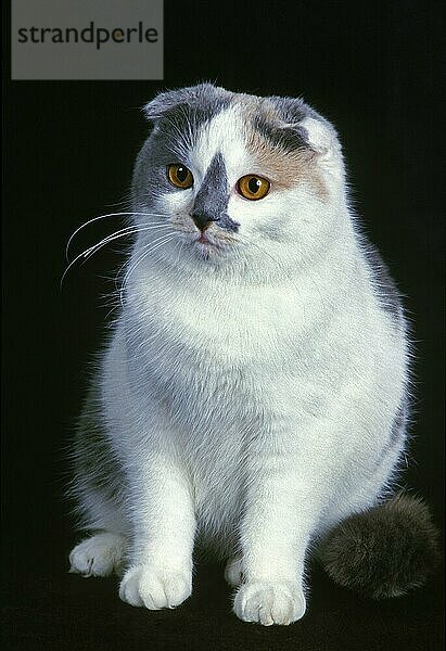 Scottish Fold Katze  Erwachsene gegen schwarzen Hintergrund