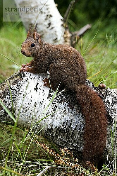 Rotes Eichhörnchen (sciurus vulgaris)  erwachsen  Normandie