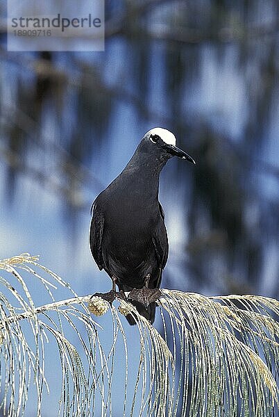 SCHWARZER NABEL (anous minutus)  ERWACHSENER AUF BRANCHE  AUSTRALIEN