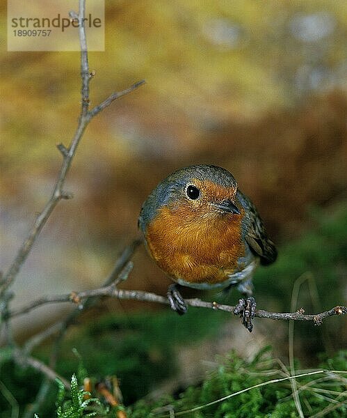 Rotkehlchen (erithacus rubecula)  ERWACHSENER AUF DEM BRANSCH STEHEND