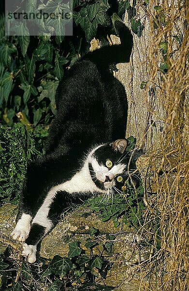 Schwarze und weiße Hauskatze  erwachsen  reibt sich am Baumstamm