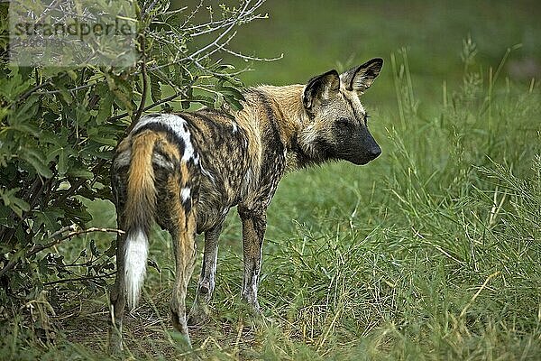 AFRIKANISCHER WILDHUND (lycaon pictus)  ERWACHSENER AUF GRAS  NAMIBIA