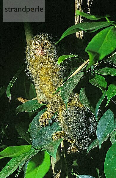 PYGMY MARMOSET (Callithrix) Pygmaea  ERWACHSENER