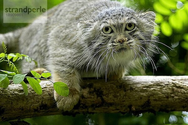 MANUL- ODER Manul (otocolobus manul)  ERWACHSENER AM BRANCH