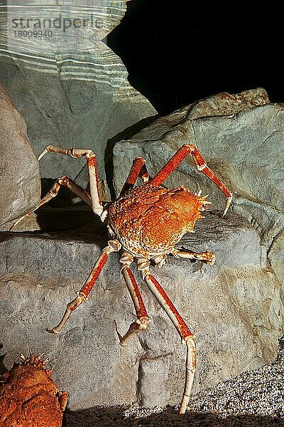 JAPANISCHER SPINDERKREBS ODER RIESENSPINDERKREBS (macrocheira kaempferi)  ERWACHSENER AUF FELSEN