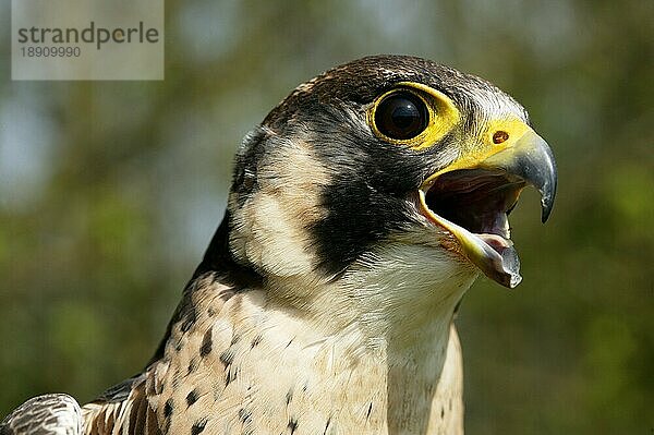 Wanderfalke (falco peregrinus)  Erwachsener Ruf  Normandie