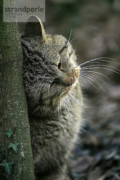 EUROPÄISCHE WILDCATTE (felis silvestris)  ERWACHSENER REIBT KOPF AN BAUM