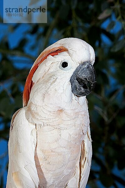 Lachsschopfkakadu oder Molukkenkakadu (cacatua moluccensis)  erwachsen