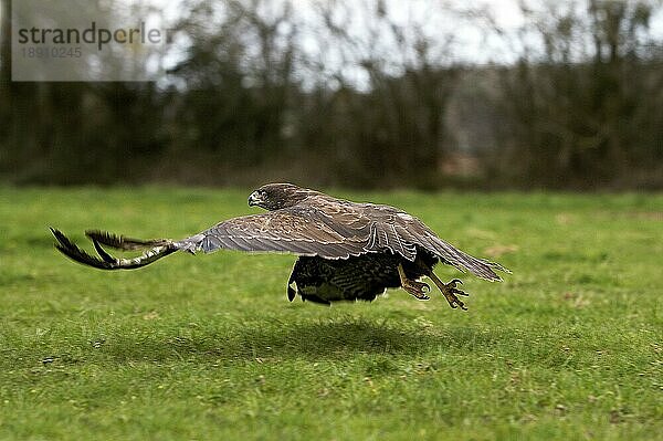 MUSCHEL (buteo buteo)  ERWACHSENE IM FLUG  NORMAL IN Frankreich