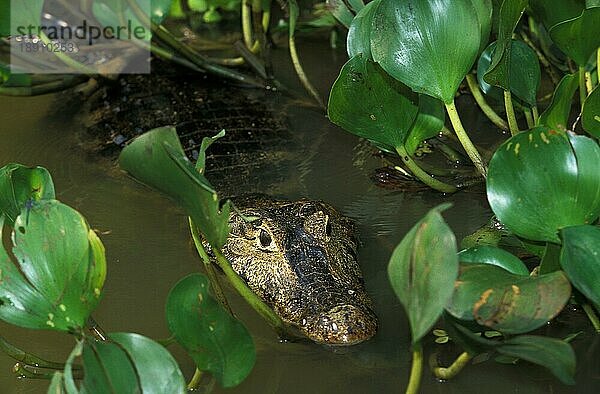 Breitnasiger Kaiman (caiman latirostris)  Erwachsener im Sumpf  Pantanl in Brasilien