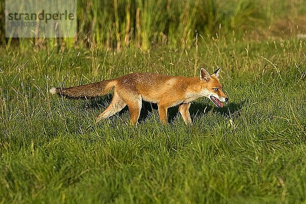 ROTFUCHS (vulpes vulpes)  ERWACHSENER AUF GRAS STEHEND  NORMANDY IN Frankreich