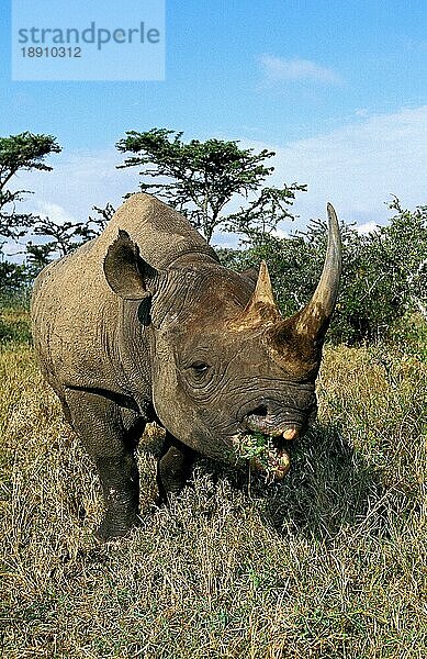 Spitzmaulnashorn (diceros bicornis)  Erwachsene fressen  Kenia  Afrika