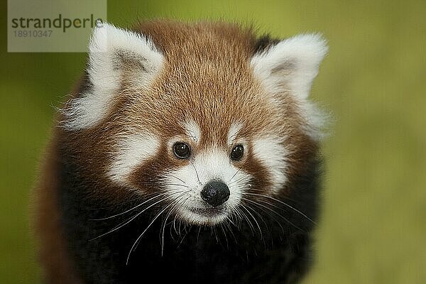 Roter Panda (ailurus fulgens)  Portrait eines Erwachsenen