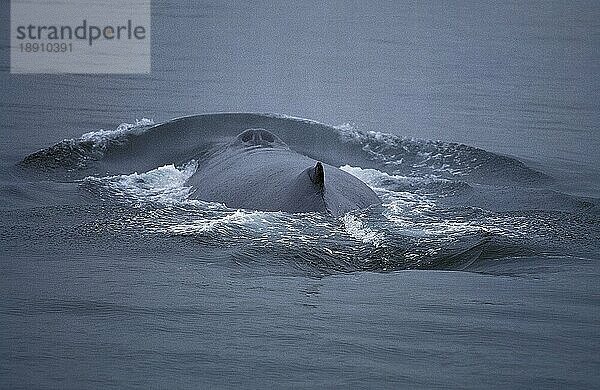 Buckelwal (megaptera novaeangliae)  ERWACHSENER AUF DER OBERFLÄCHE  ALASKA