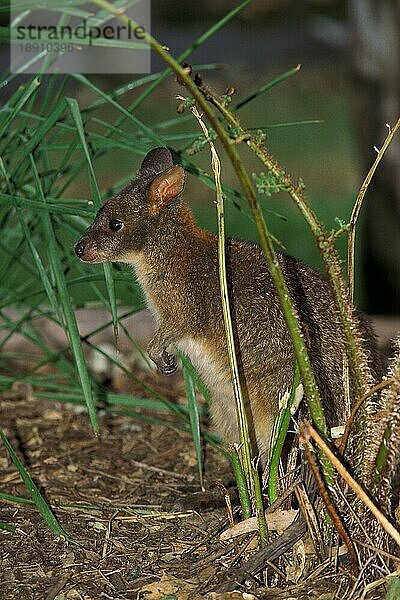 Pademelon Wallaby  thylogale billiardieri  Erwachsener