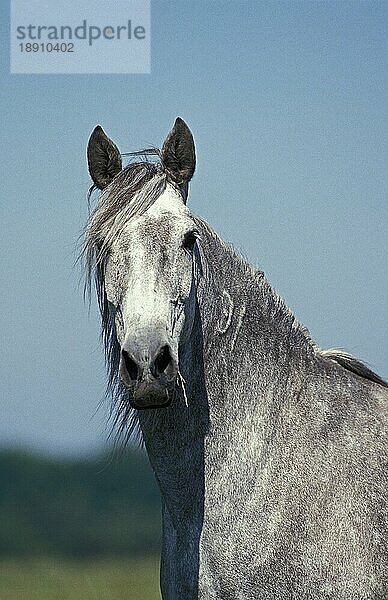 LUSITANO-PFERD  PORTRÄT EINES ERWACHSENEN