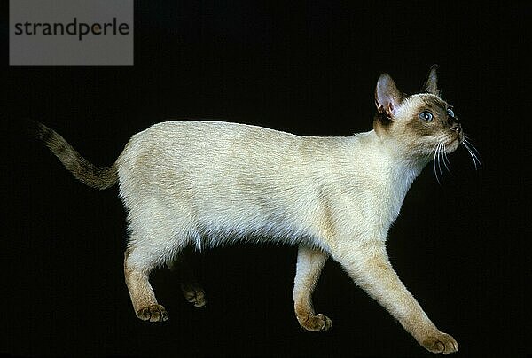 Tonkinese Hauskatze  Erwachsene vor schwarzem Hintergrund