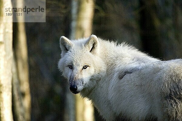 Alaska-Tundrawolf (canis lupus tundrarum)  erwachsen