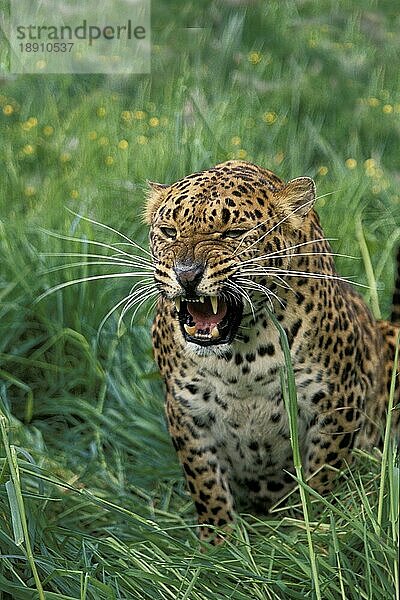 Leopard (panthera pardus)  Erwachsener knurrend  mit offenem Maul