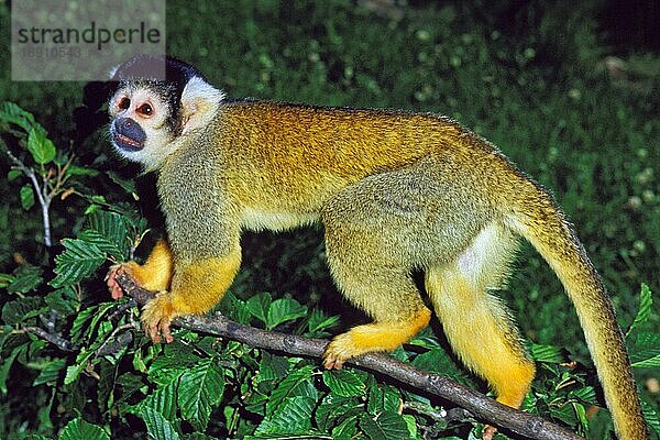 SQUIRREL MONKEY (saimiri sciureus)  ERWACHSENER AUF BRANCHE STEHEND