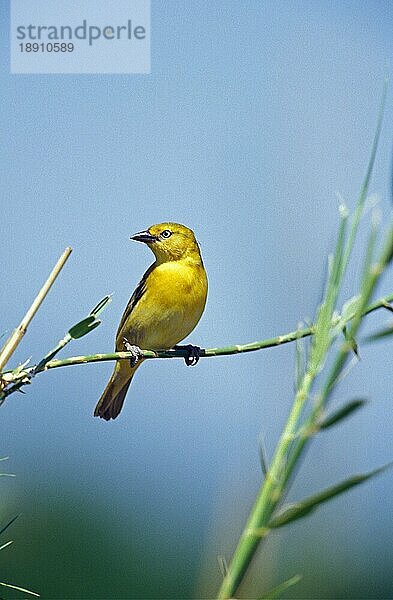 Goldweber (ploceus xanthops)  Erwachsener  Tansania  Afrika