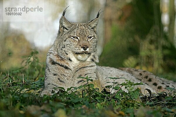 Europäischer Rotluchs (felis lynx)  erwachsene Legehennen