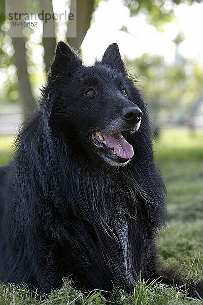 Groenendael Belgischer Hirtenhund