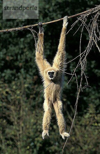 Weißhandgibbon (hylobates lar)  ERWACHSENER HÄNGEND VON LIANA