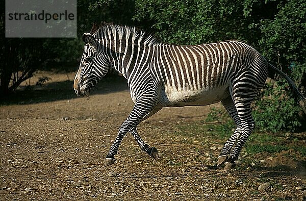 Grevyzebra (equus grevyi)  erwachsen