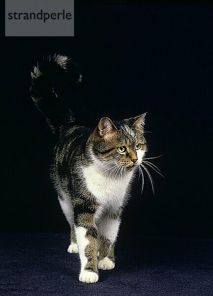 Braun gestromte und weiße Hauskatze  Erwachsene stehend vor schwarzem Hintergrund