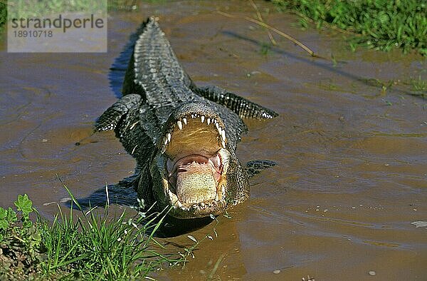 Amerikanischer Alligator  alligator mississipiensis  Erwachsener in Verteidigungshaltung mit offenem Maul