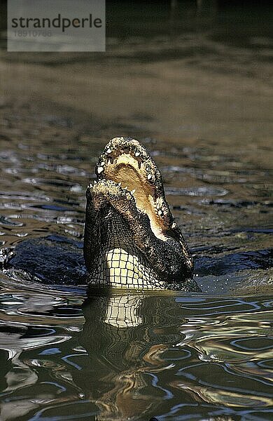 Amerikanischer Alligator  alligator mississipiensis  Erwachsener mit offenem Maul