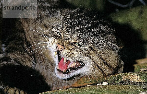 EUROPÄISCHE WILDCATTE (felis silvestris)  ERWACHSENER SCHNARLING