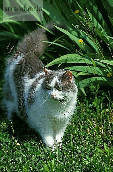 Angora Hauskatze  Erwachsene stehend auf Gras