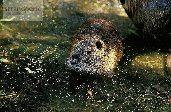 NUTRIA (myocastor coypus)  ERWACHSENE IM WASSER STEHEND  NORMAL IN Frankreich