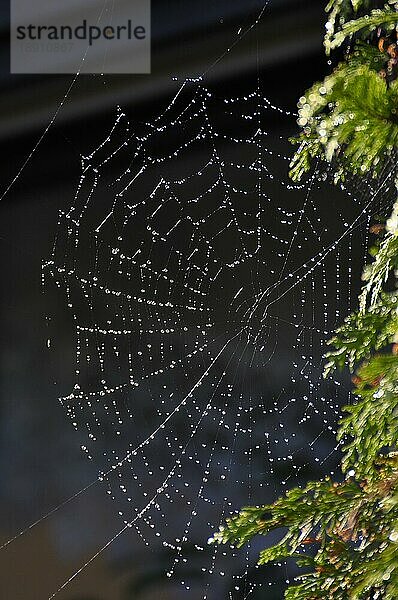 Spinnennetz einer Kreuzspinne mit Tautropfen