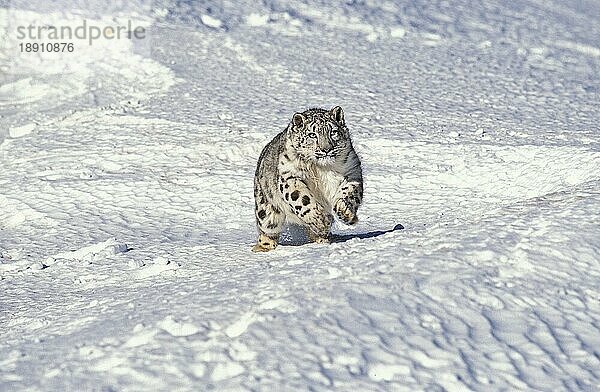 Snow Leopard oder Ounce  uncia uncia  Erwachsene unter Snow