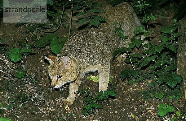 Dschungelkatze (felis chaus)  erwachsen