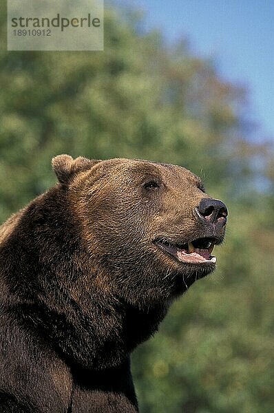 Braunbär (ursus arctos)  Porträt eines Erwachsenen