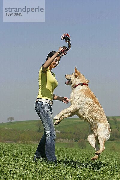 Frau und Labrador-Retriever  Rüde  mit Spielzeug